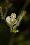 Sticky jointvetch